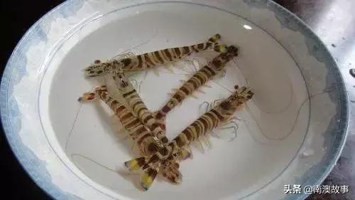 又叫车虾,在咱们国内又叫花虾,斑节虾,花尾虾,基围虾(和刀额新对虾
